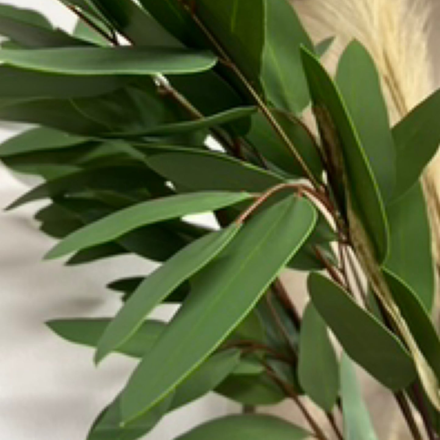 Laurel Leaf Eucalyptus