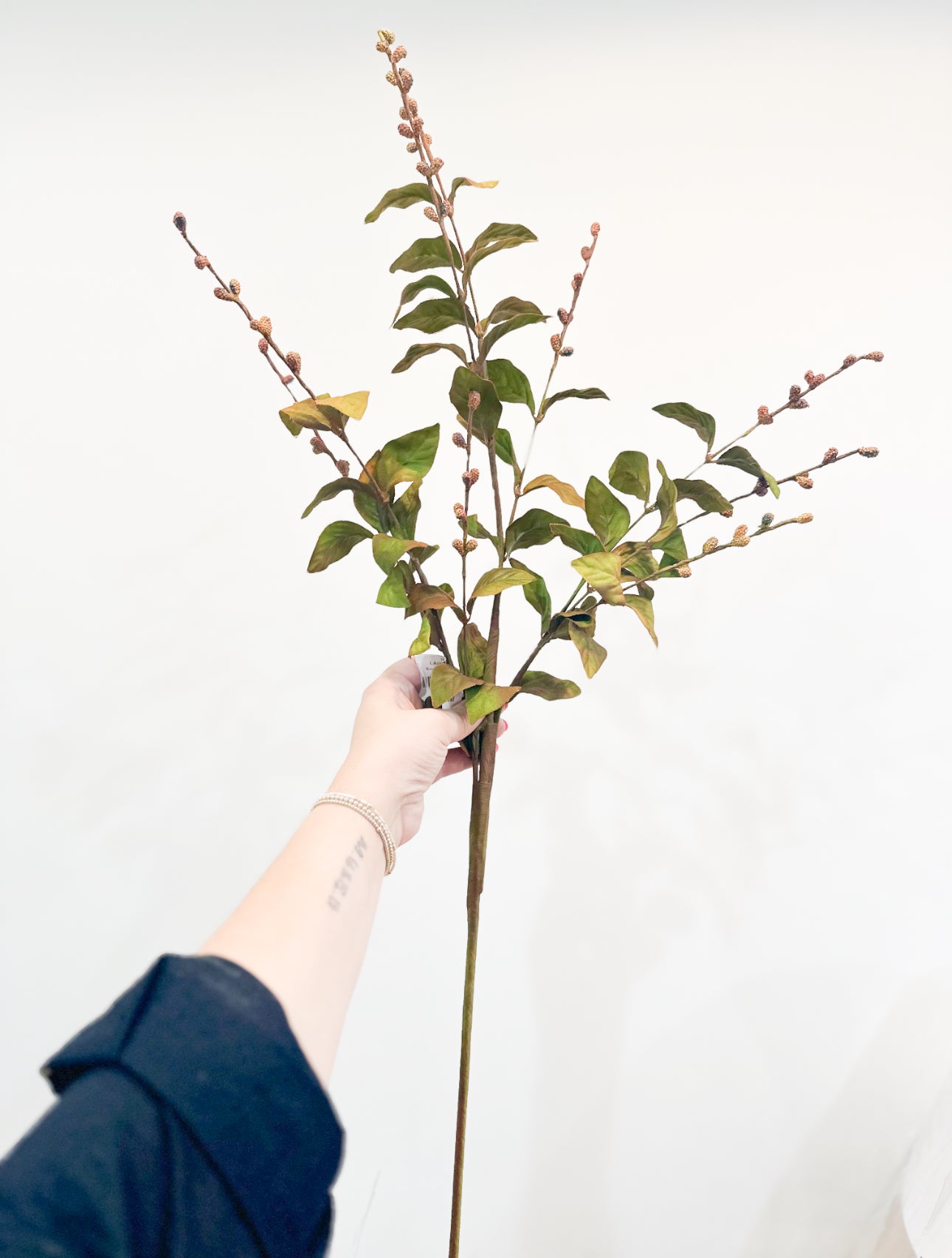 BROWN EUROPEAN BEECH STEM