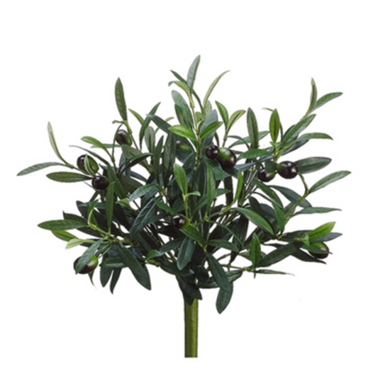 OLIVE BUSH