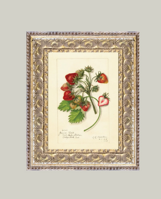 STUDY OF STRAWEBERRIES