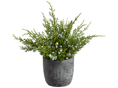 POTTED JUNIPER