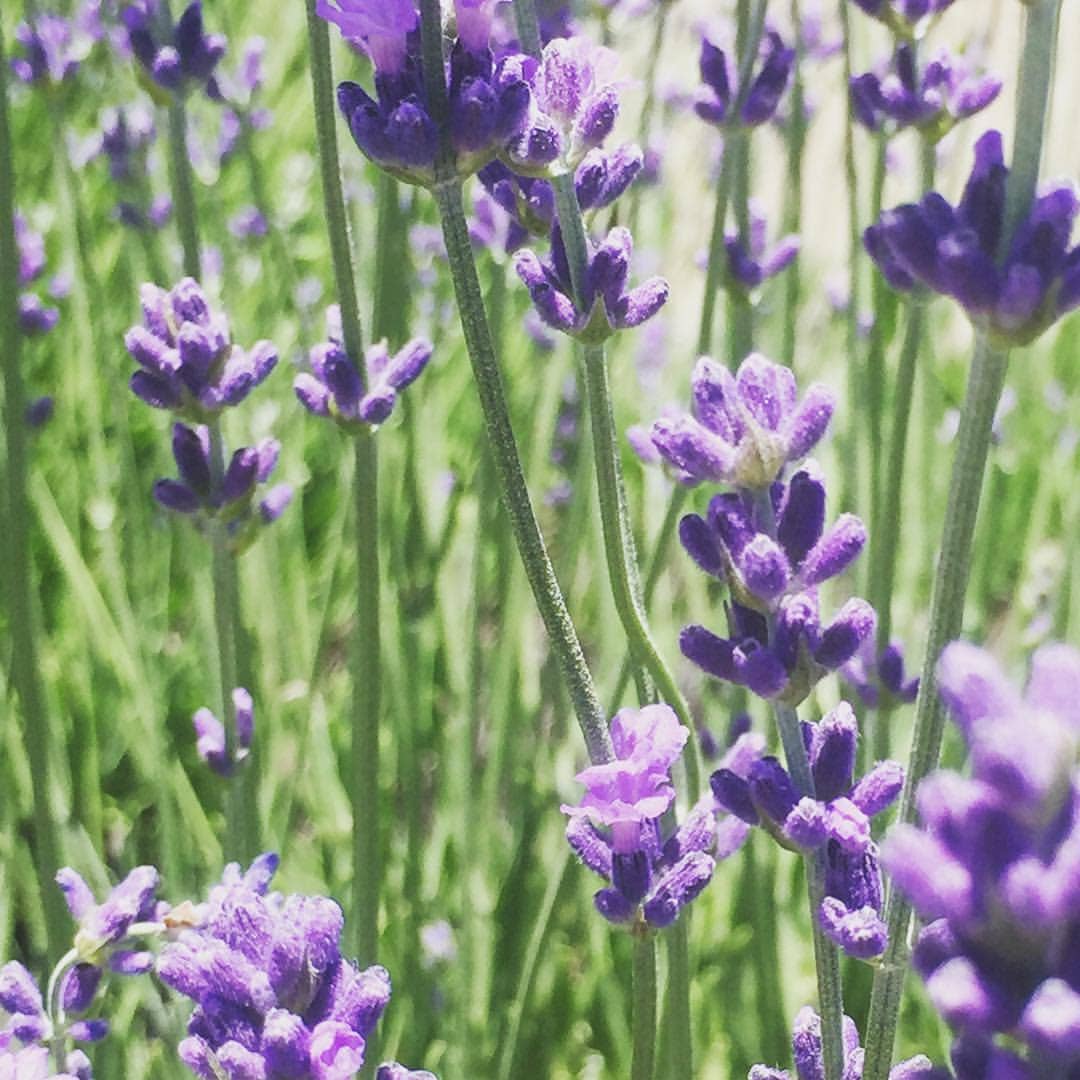 Garden Sprinkles | Lavender | Best Seller