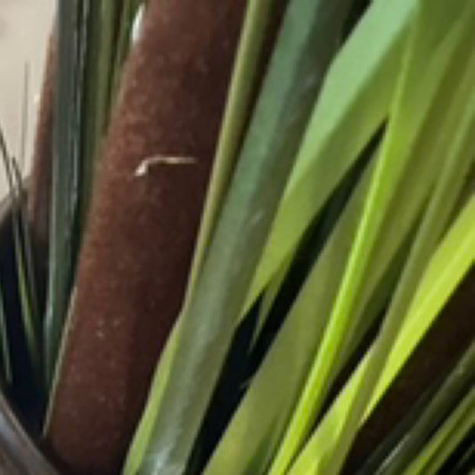 47.5” Cattail Grass Brown Green