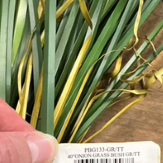 40” Onion Grass Bush