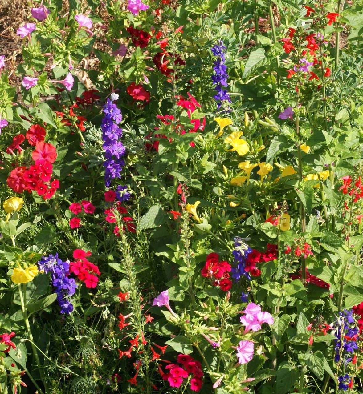 Garden Sprinkles | Hummingbird | Bird lovers | Best Seller