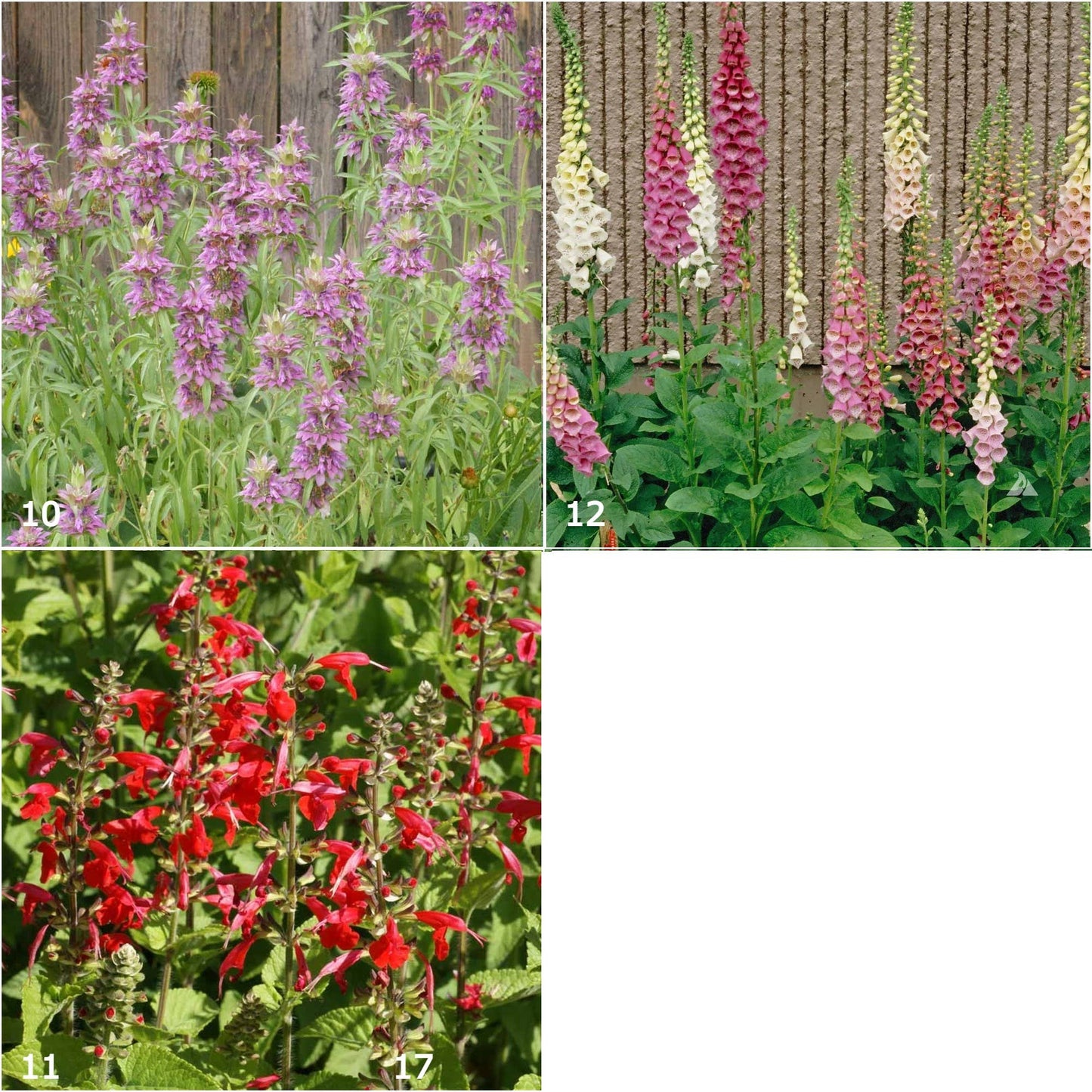 Garden Sprinkles | Hummingbird | Bird lovers | Best Seller