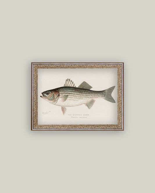 STRIPED BASS FRAMED ART