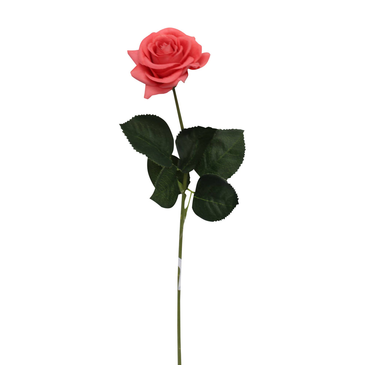 17"Medium bloom rose stem-Moisturized Coating Fresh-Cut Fee